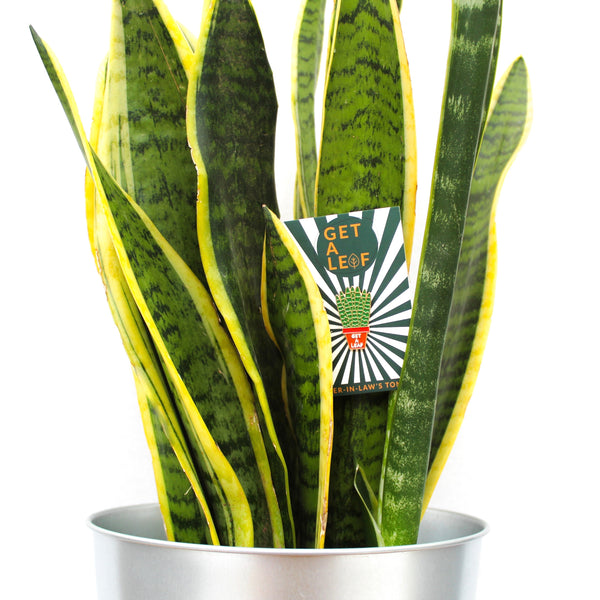 Get A Leaf Enamel Pin Badge